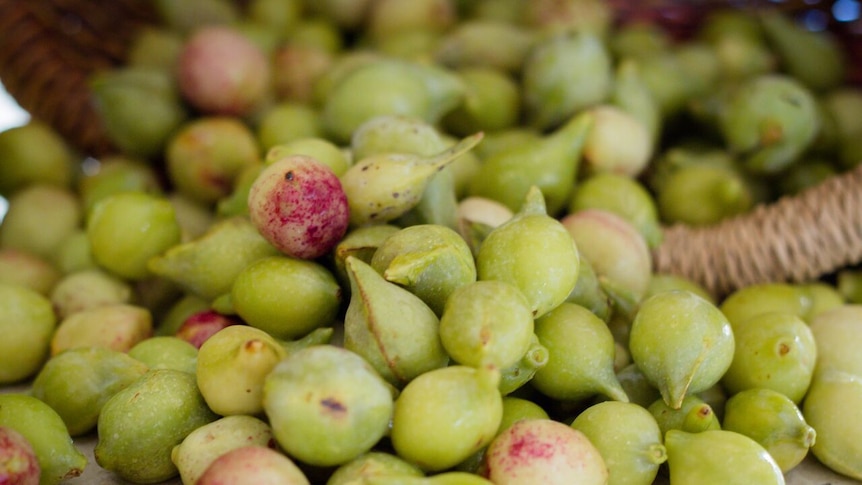 Kakadu plum