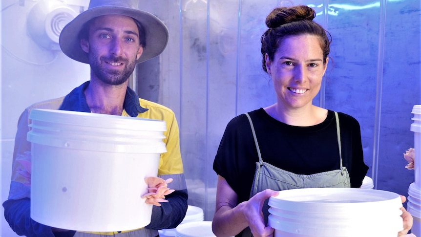 A young couple hold buckets with pink oyster mushrooms growing out of them. Their faces are illuminated with purple light.