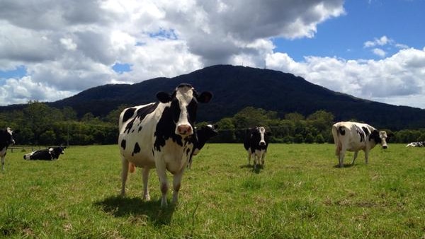 Clouds gather over Middle Brother mountain, and a dairy farm, near Hannam Vale on the Mid North Coast.