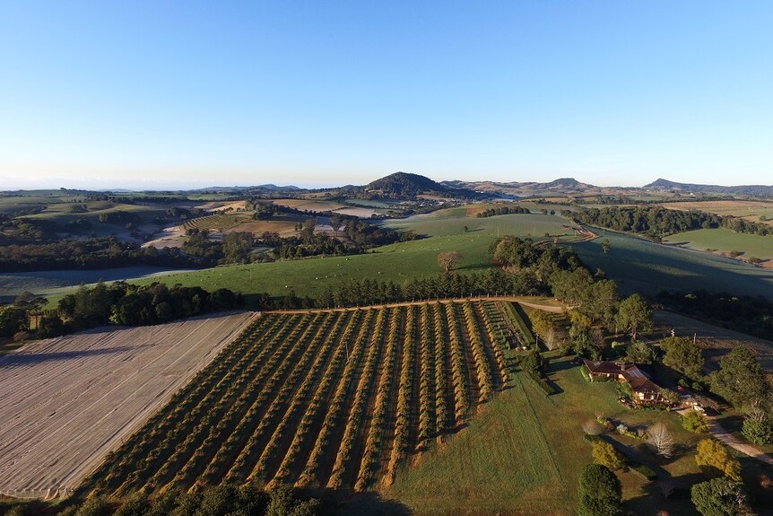 Aerial shot of a blueberry farm in NSW