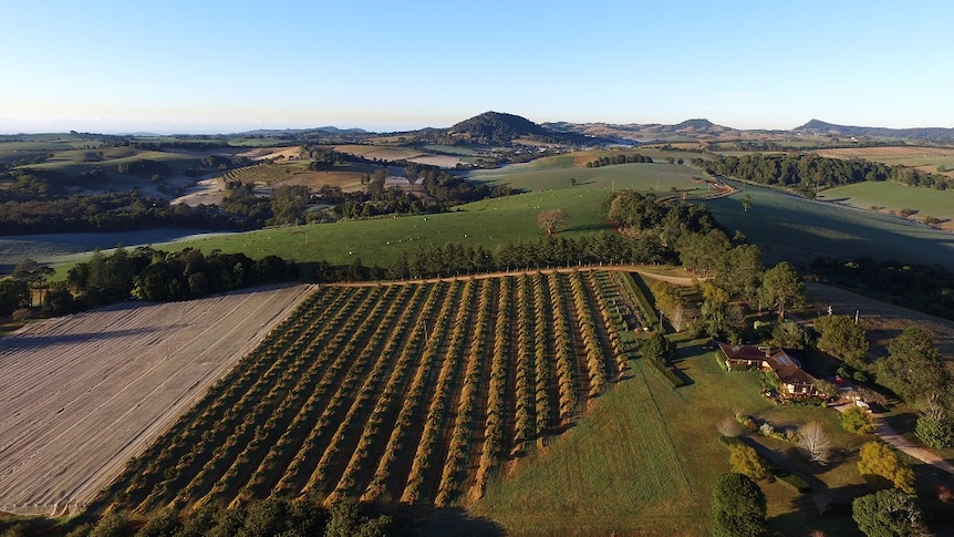 Aerial shot of a blueberry farm in NSW