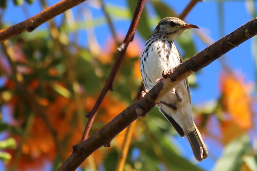 An Olive-backed oriole in Ranger's trial landform area.