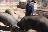Joyce Wilkie is enjoying success with her heritage Berkshire pigs just two years after first working with them.