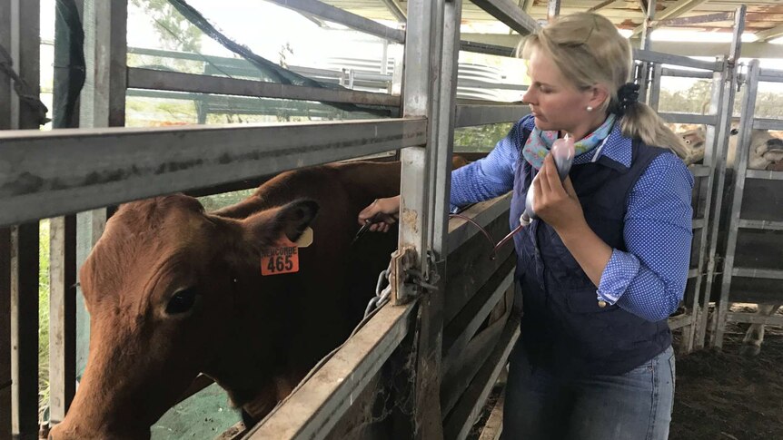 Wendy Ward stands next to cattle in a crush.