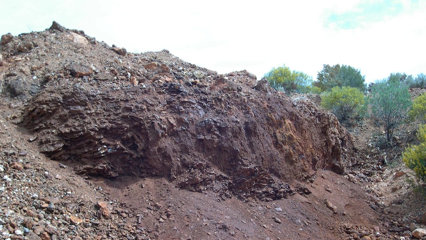 Cobalt in nickel deposit in shallow open cut  near Kalgoorlie, WA