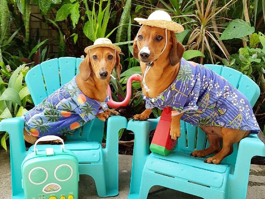 A small and large dachshunds dressed up in hats, Hawaiian shirts, standing on beach chairs.