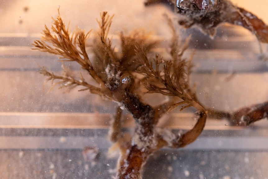 Red algae up close