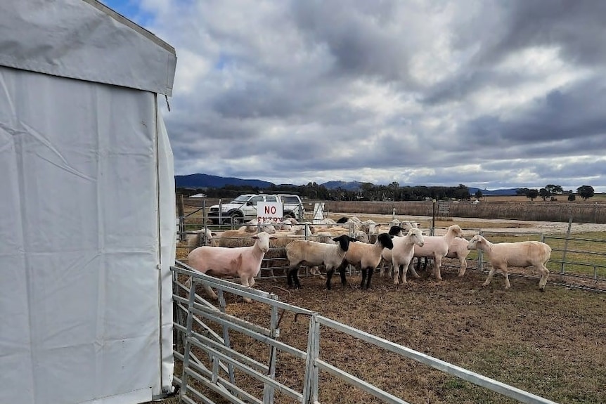 Clouds on the horizon as a few freshly shorn sheep wait in their pen.