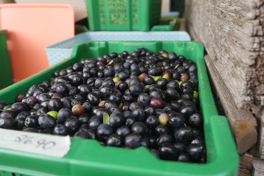 A large green plastic basket sits full of dark and very ripe olives. A tape label reads 26.6 kilograms 