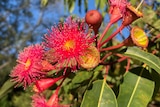 Bright pink eucalypt flowers glowing in the sun