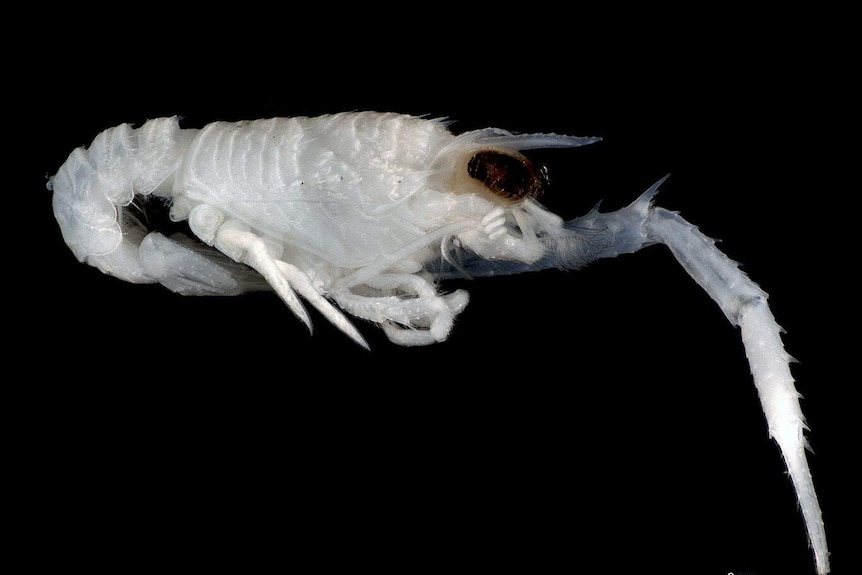 A decapod.