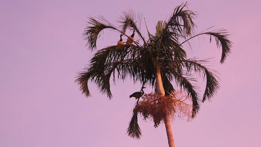 A photo of some magpie geese sitting in a tree at sunset.