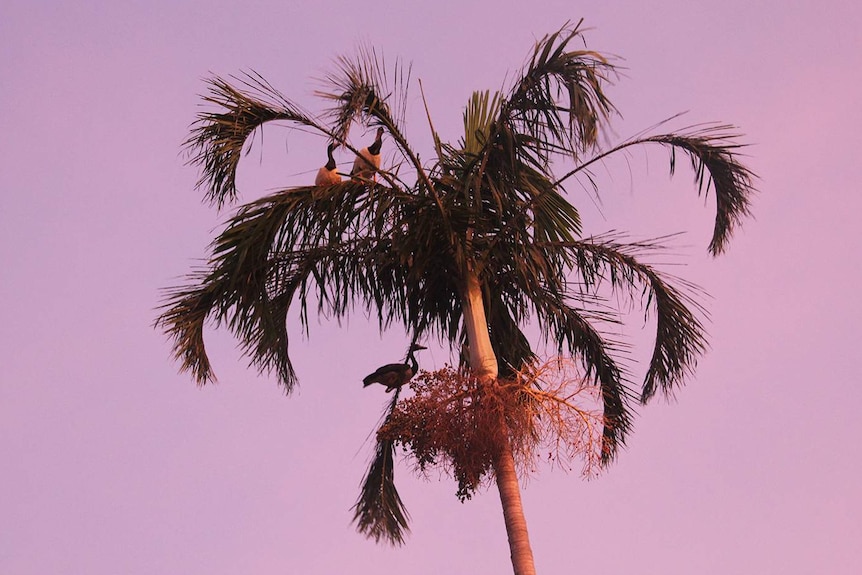 A photo of some magpie geese sitting in a tree at sunset.