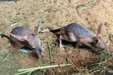 Two baby bilbies scurrying around an enclosure 