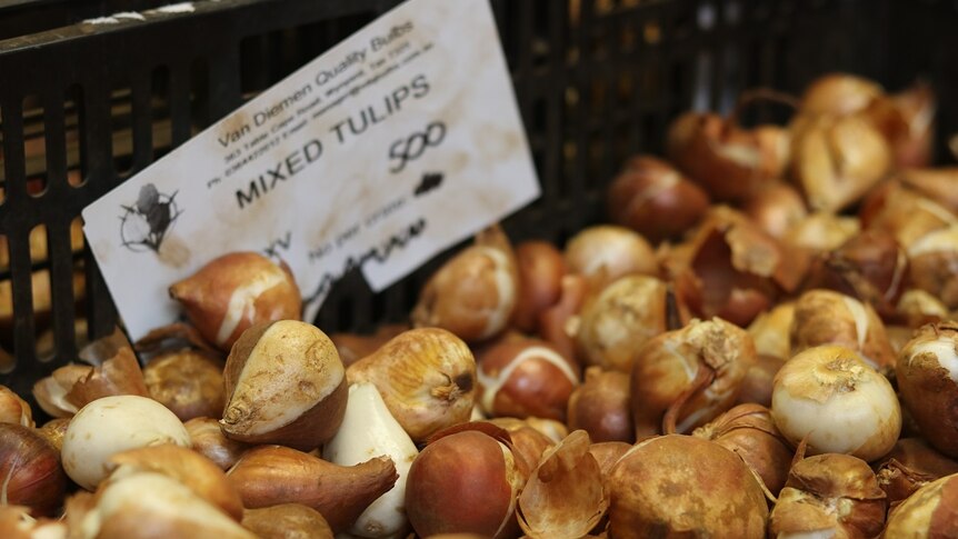 A basket full of tulip bulbs.