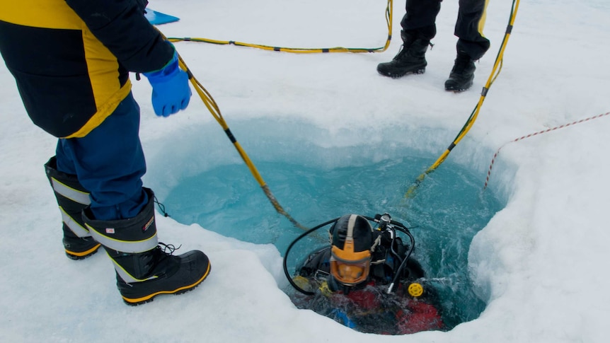 A diver enters a hole in sea ice in Antarctica