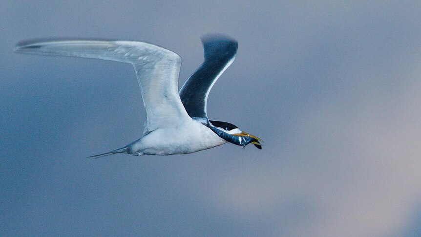 Abundant birdlife is a bonus that comes with the job