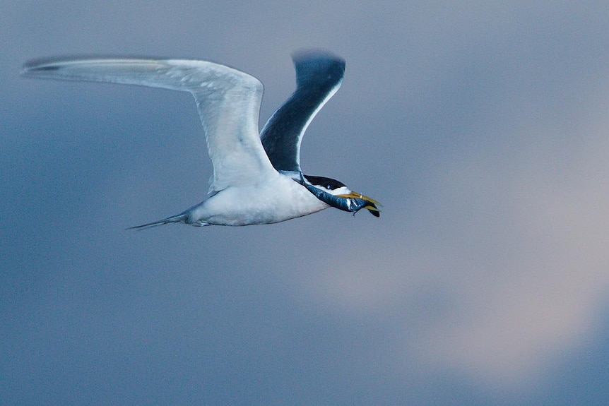 Abundant birdlife is a bonus that comes with the job