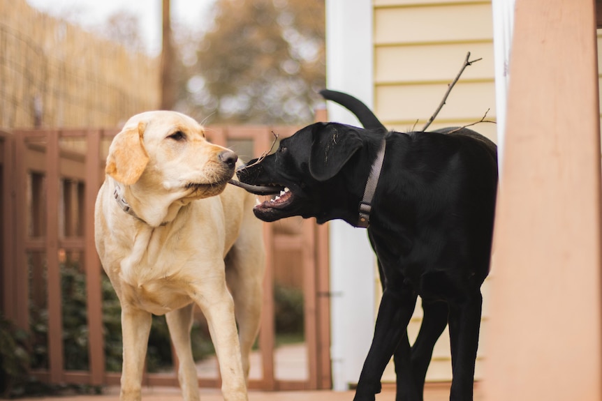 A golden labrador and a black labrador stand on a porch with their noses touching.