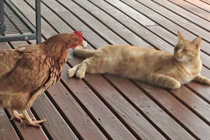 A chook with a ginger cat.