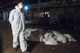 A Chinese health worker watches over the bags of dead chickens at Huhuai wholesale agricultural market in Shanghai on April 5, 2013.