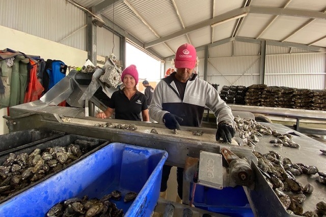 A woman smiling and a man with his head down surrounded by oysters in blue buckets
