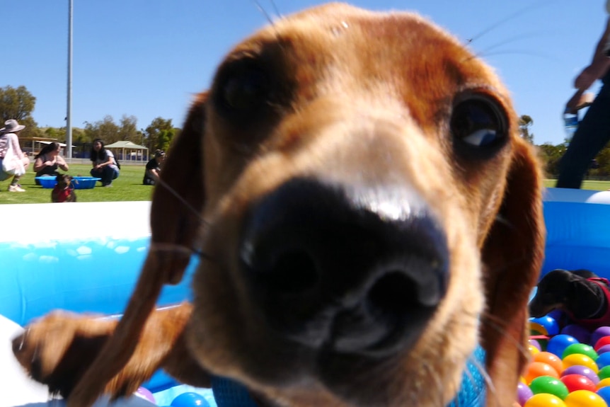 A dachshund puppy put its nose up to the camera 