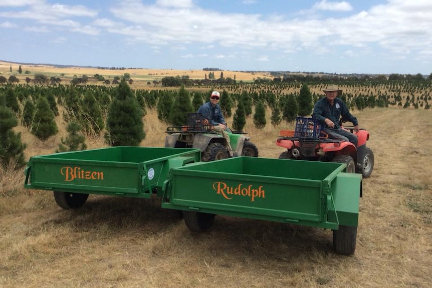 Photo of two men on trailers labelled Blitzen and Rudolph on a Christmas tree pine farm