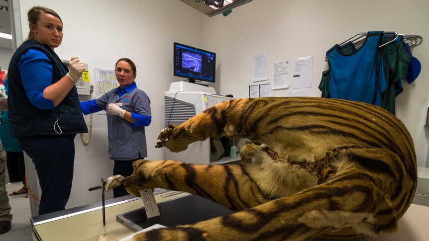 Vet staff prepare to x-ray stuffed Bengal tiger