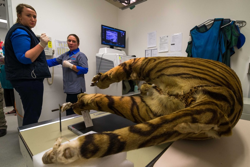 Vet staff prepare to x-ray stuffed Bengal tiger
