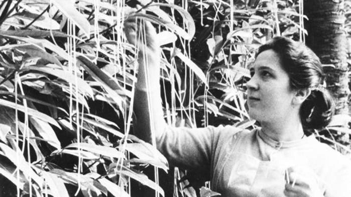 A woman pretends to pick spaghetti from a tree as part of a BBC hoax.