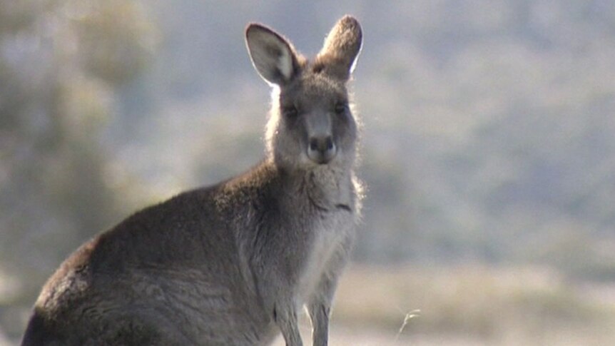 Kangaroo poo could lead to gold