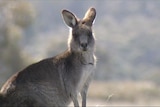 Kangaroo shooters are leaving the industry