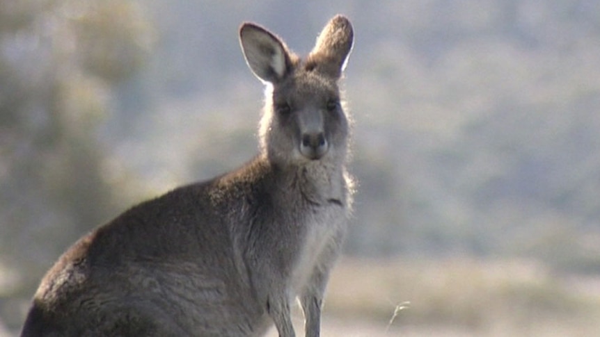 Kangaroo dies in Chinese zoo after visitors throw rocks 'to make it hop' -  ABC News
