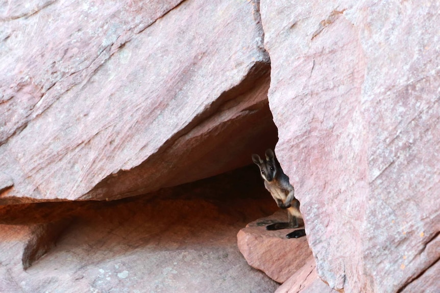 Rock Wallabies thriving