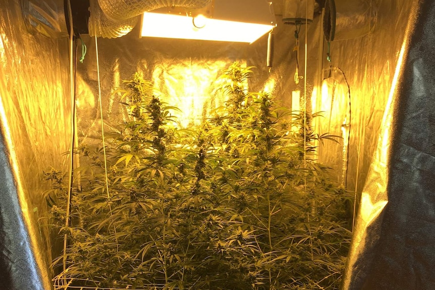 Cannabis found growing in a Dongara shed in mid-west WA.