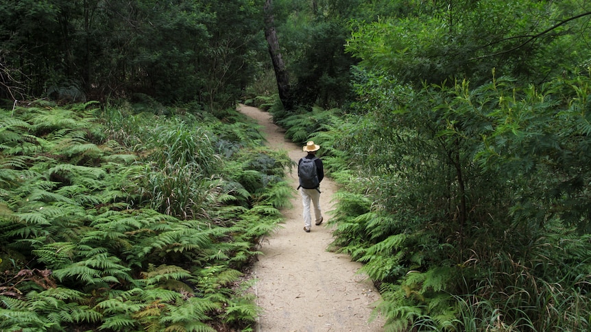 A man walks down a path cloaked by green rainforest plants.