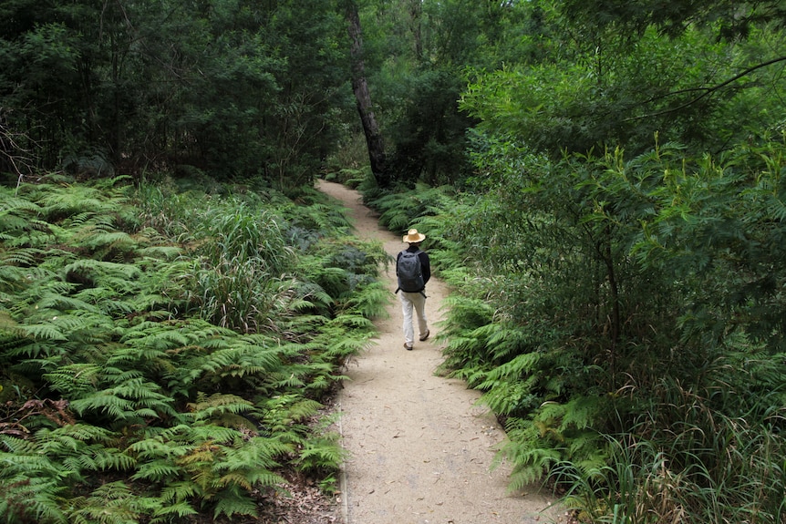 A man walks down a path cloaked by green rainforest plants.