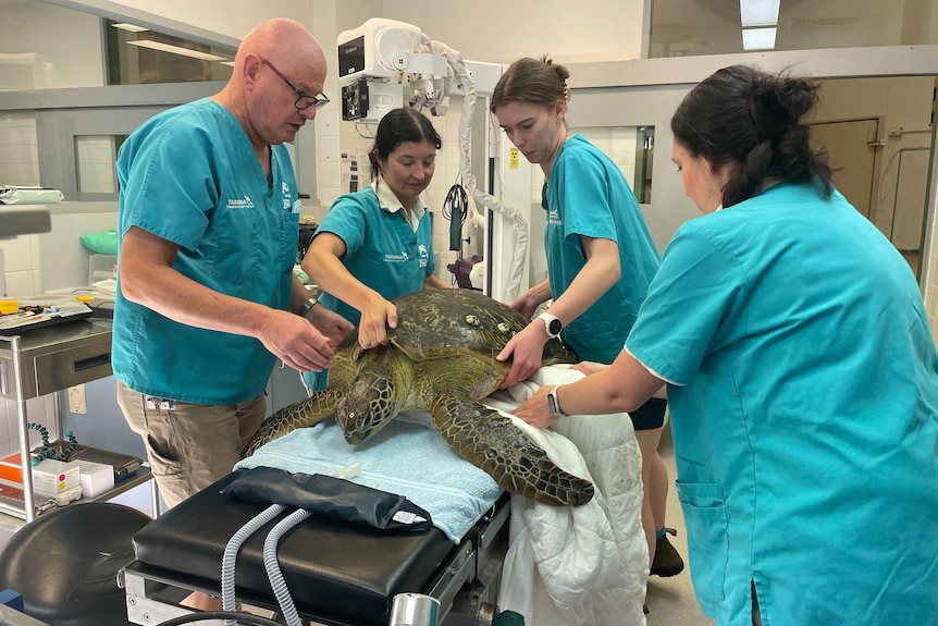 A large turtle lies on an operating table in a hospital while four nurses examine it