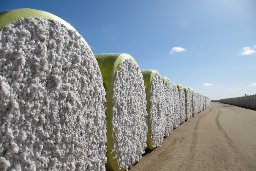 White cotton bales wrapped in yellow plastic sitting on dirt.