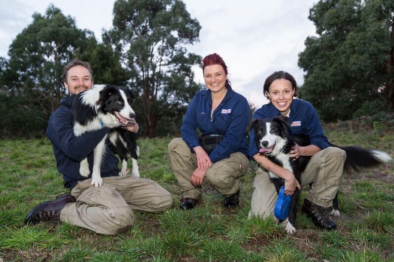 Three conservation dog trainers and two border collie dogs crouched down in parkland