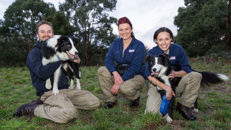 Three conservation dog trainers and two border collie dogs crouched down in parkland