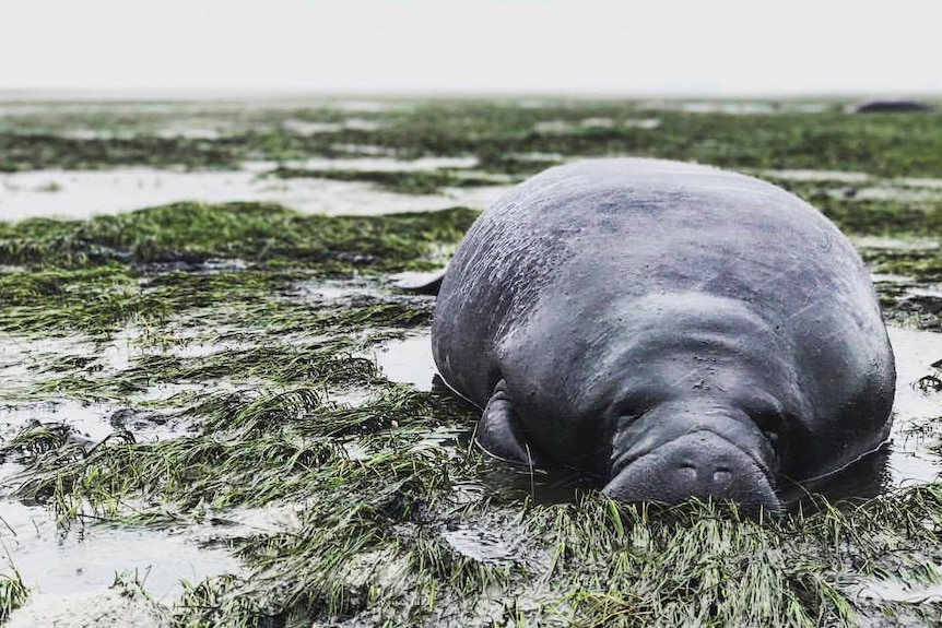 A manatee is stranded after waters receded from the Florida bay as Hurricane Irma approached.
