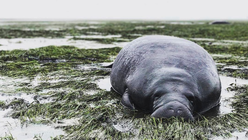 A manatee is stranded after waters receded from the Florida bay as Hurricane Irma approached.