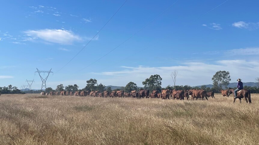 A large herd of cattle is being droved through a wide open paddock under powerlines. A woman on horseback is following behind