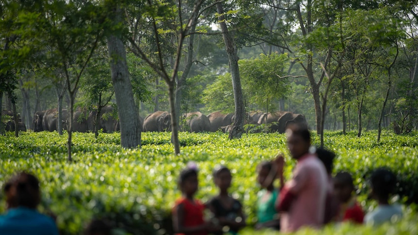 A herd of elephants is gathered among the green tea plants.