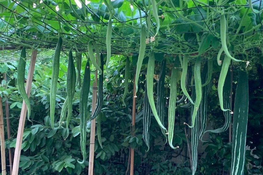 Snake gourds in Anita Aluru's garden