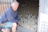 A farmer kneeling next to a shed door with baby turkeys inside.