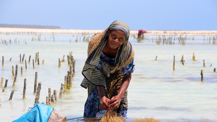 A woman harvesting seaweed from the ocean