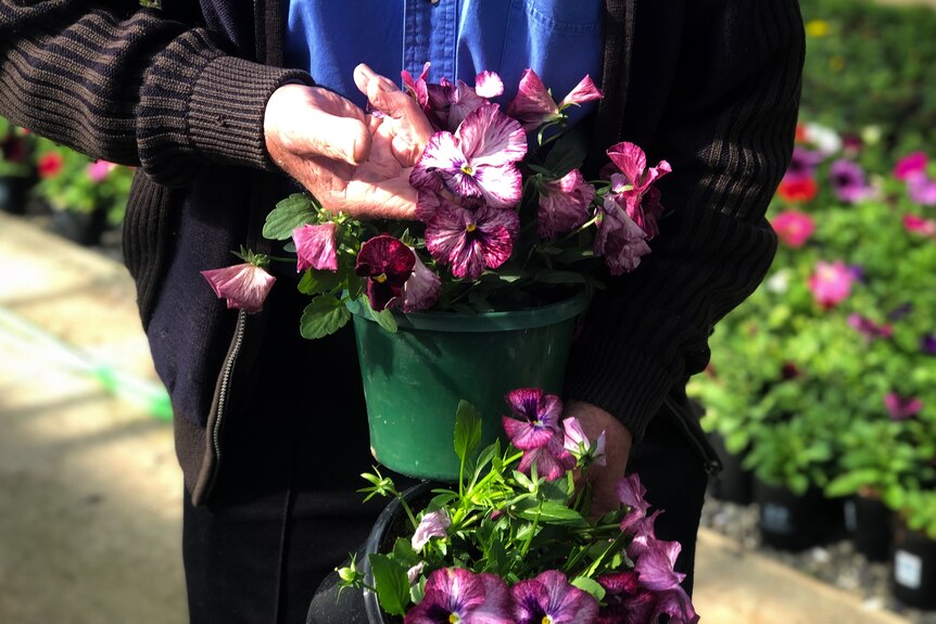 two pots of purple pansy flowers